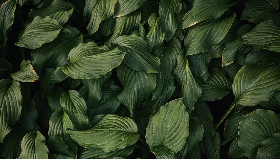 can you compost rhubarb leaves