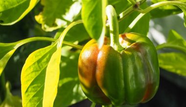 how long does a bell pepper plant take to grow