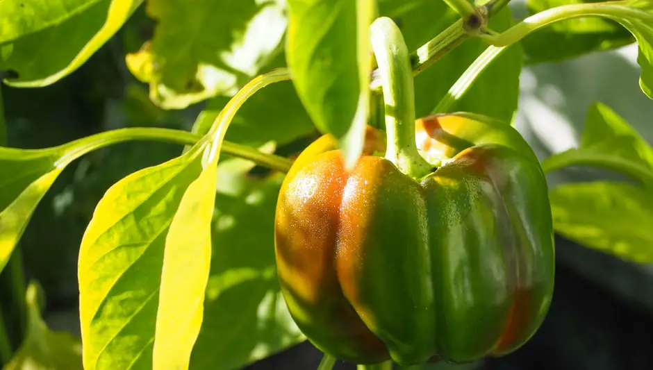 when to prune pepper plants