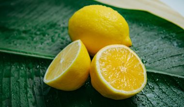 how fast do lemon myrtle trees grow
