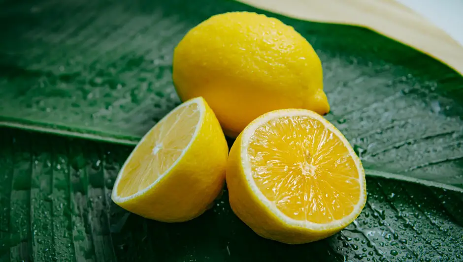 how fast do lemon myrtle trees grow
