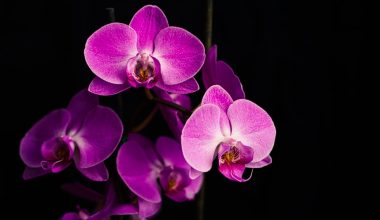 what does the orchid flower symbolize