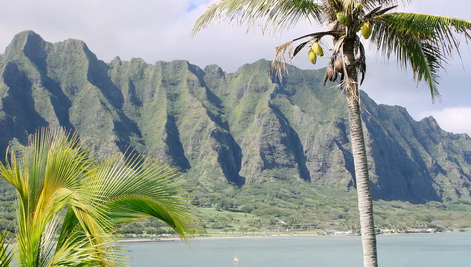 Are Royal Palm Tree Seeds Poisonous To Dogs? (Resolved!)