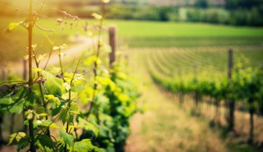 how to get grape vines to produce fruit