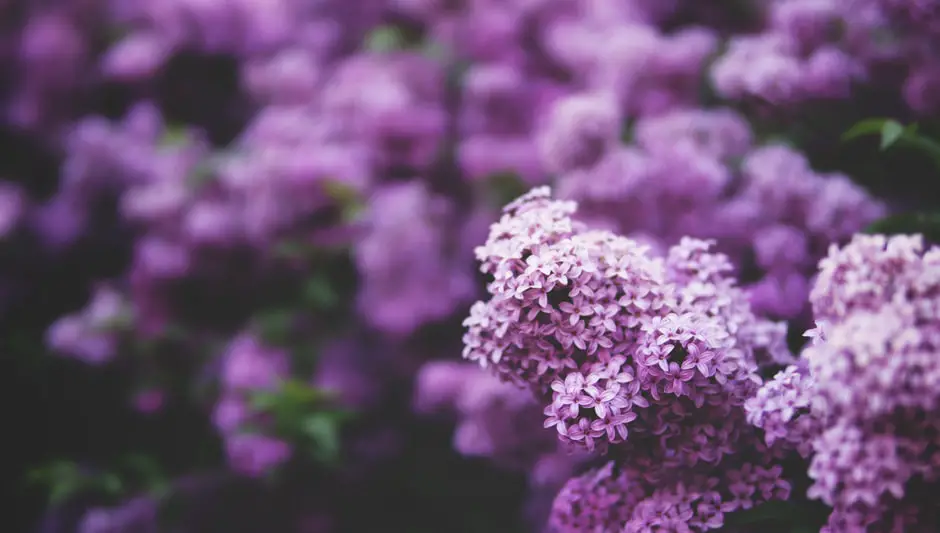 How To Get Seeds From Lilac Bush? (Explained for Beginners)