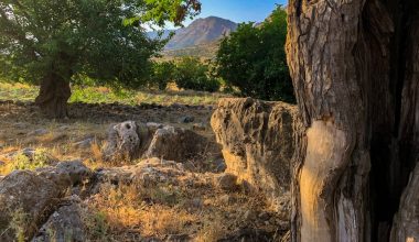 how to grow mulberry tree from cutting