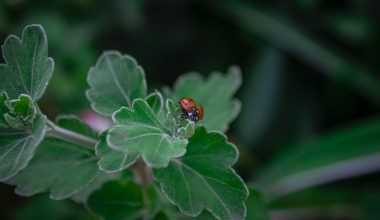 how to start a butterfly garden