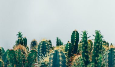 how do you cut back a christmas cactus