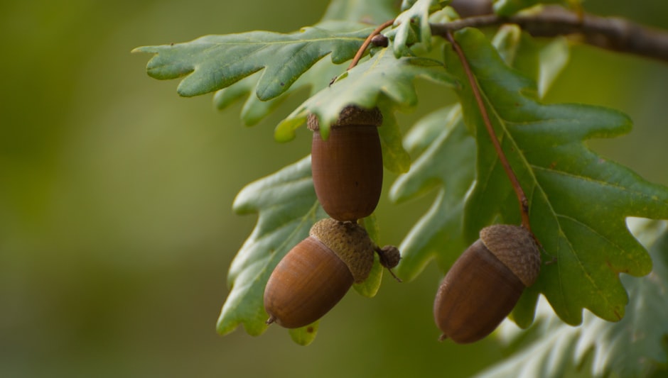 are acorns seeds