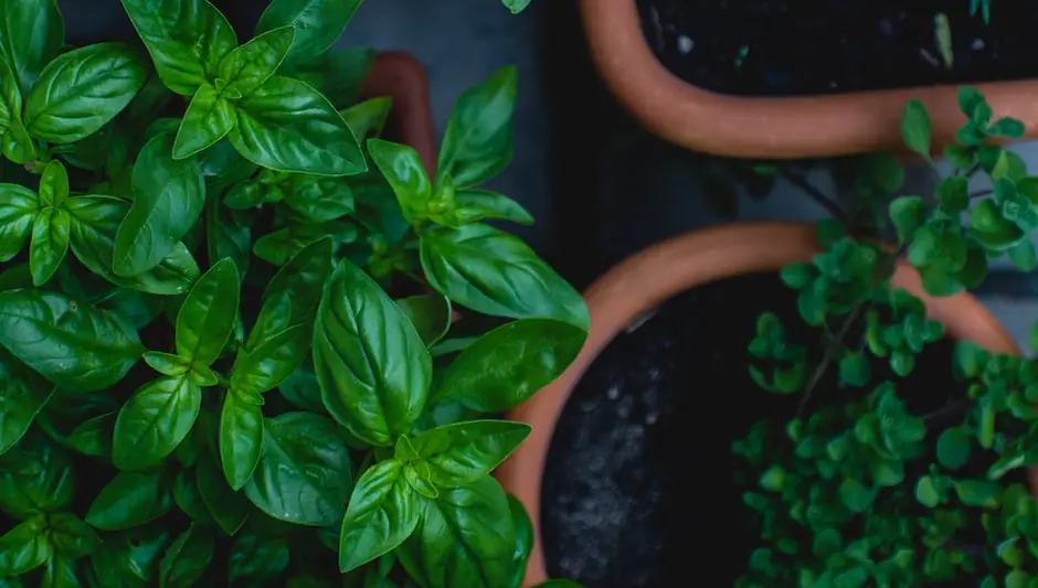 how to plant in a raised bed