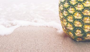 when to harvest a pineapple in florida