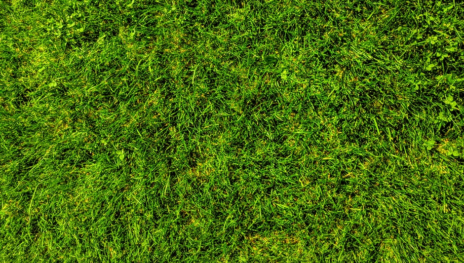 how to make grass grow in dead spots