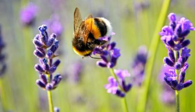 do grape vines attract bees