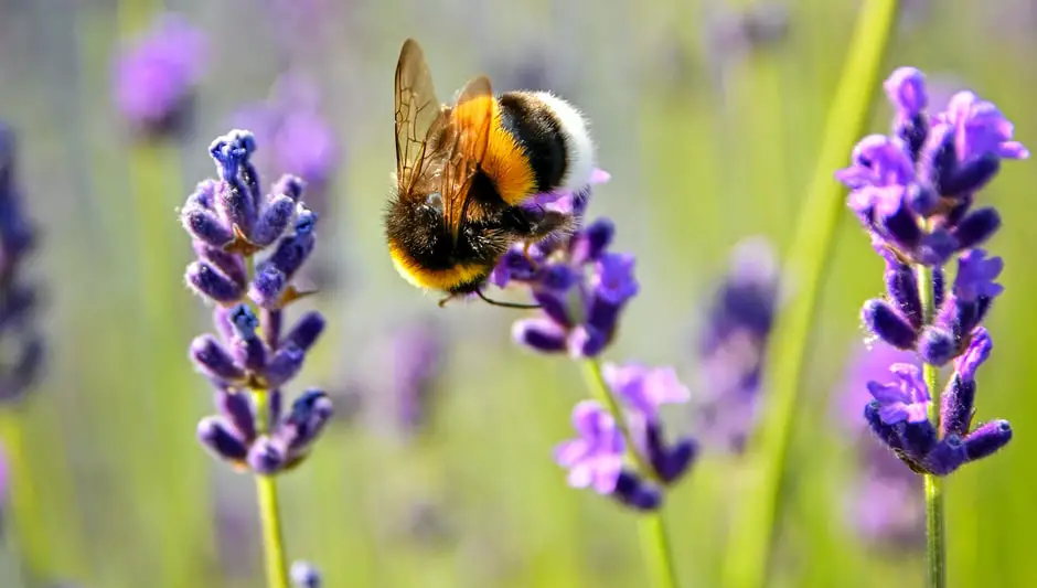 do grape vines attract bees