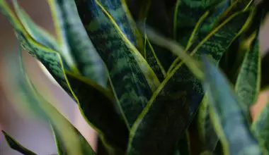 how to prune snake plant