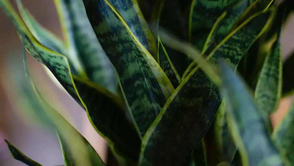 how to prune snake plant