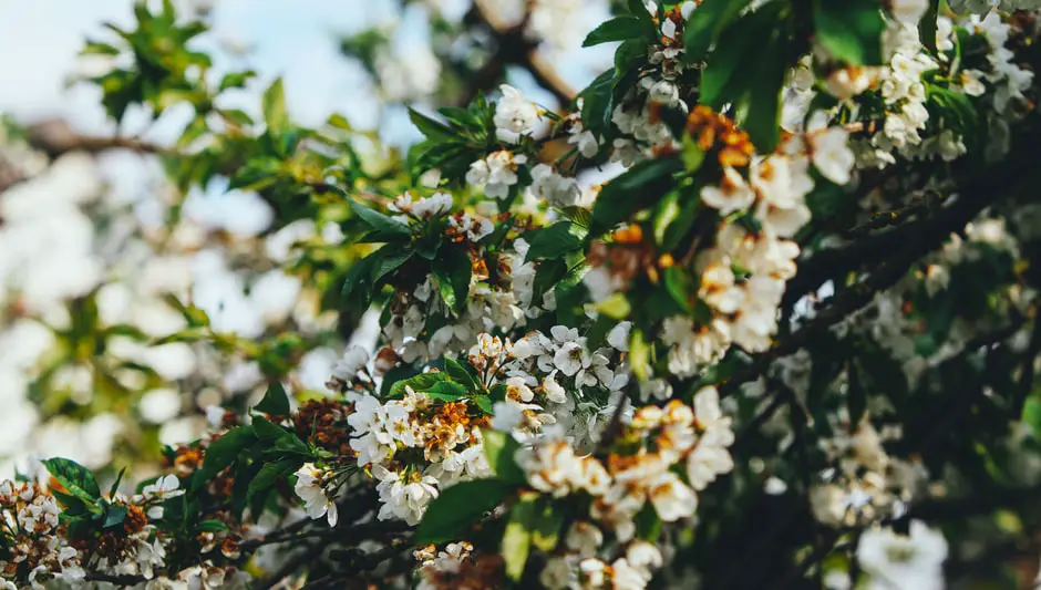 how to prune asian pear tree