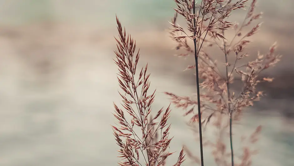 how long does pampas grass take to grow