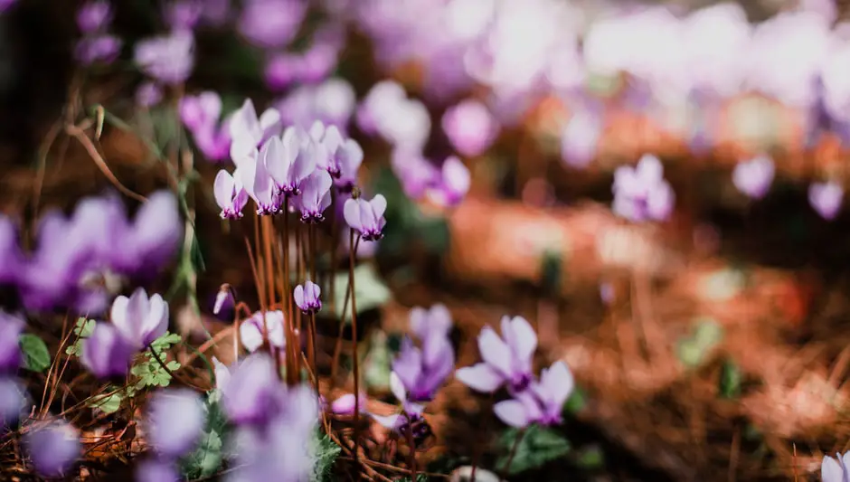 how to grow a cyclamen indoors