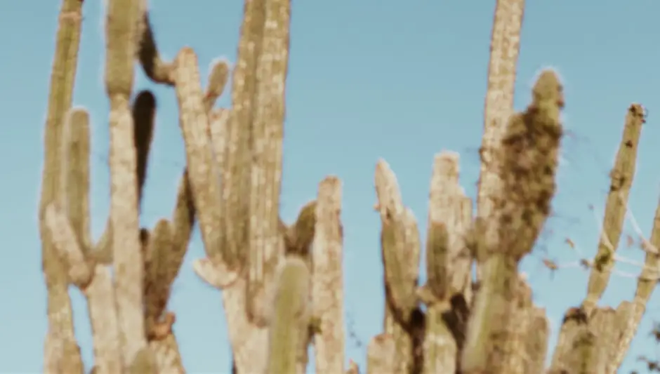 how big do moon cactus get