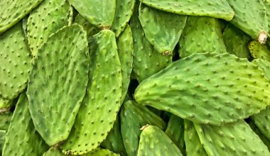 is nopal cactus good for diabetes