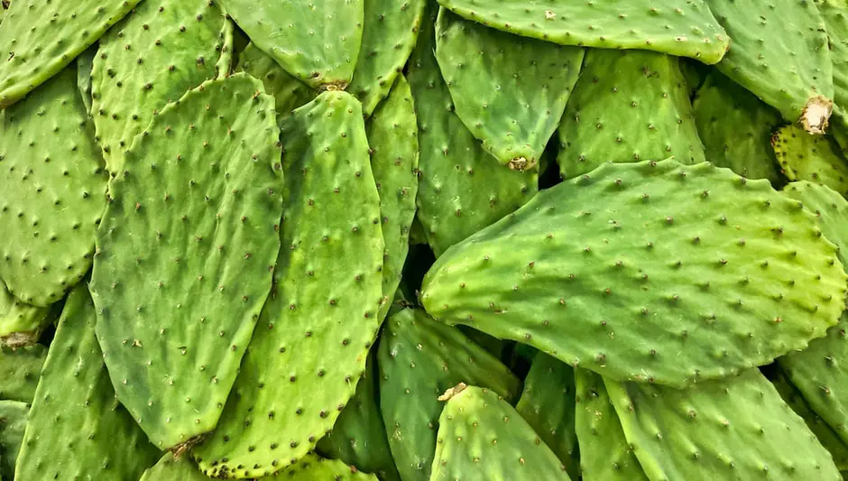 is nopal cactus good for diabetes