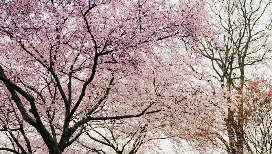 can cherry blossom trees grow in florida