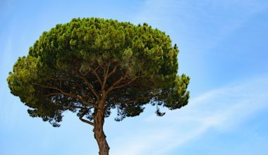 how to prune a pine tree