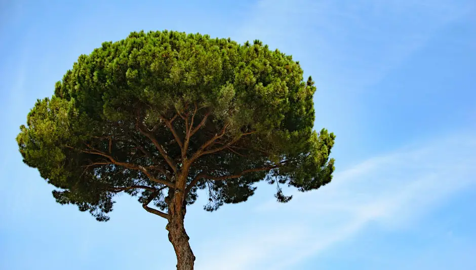 how to prune a pine tree