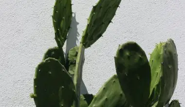 how often to water cactus and succulents