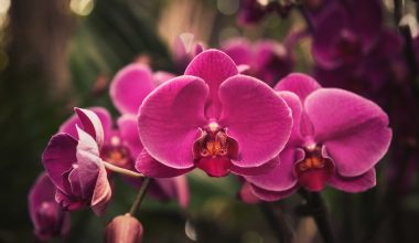 where do phalaenopsis orchids grow naturally
