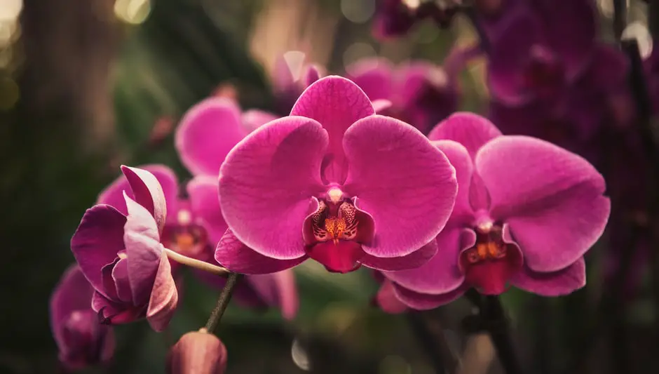 where do phalaenopsis orchids grow naturally