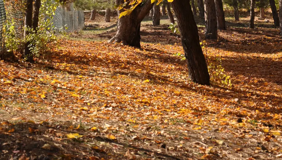 Why Plants Shed Their Leaves And Bark Periodically?