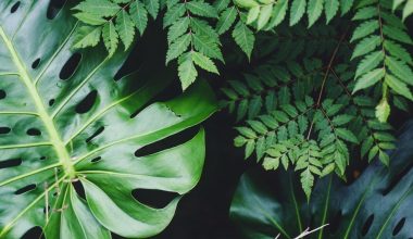 how many plants do i need to purify air