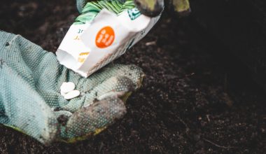 how to plant carrot seeds indoors