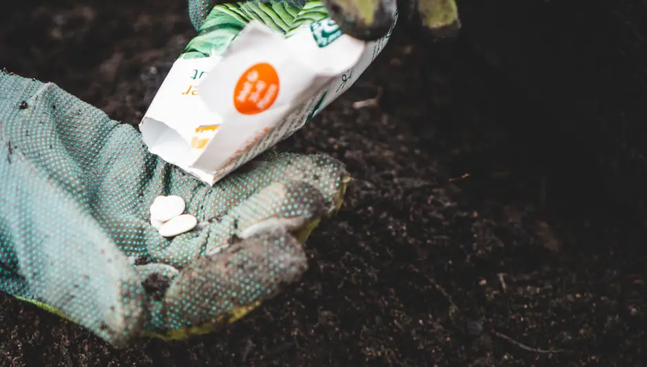 how to plant carrot seeds indoors