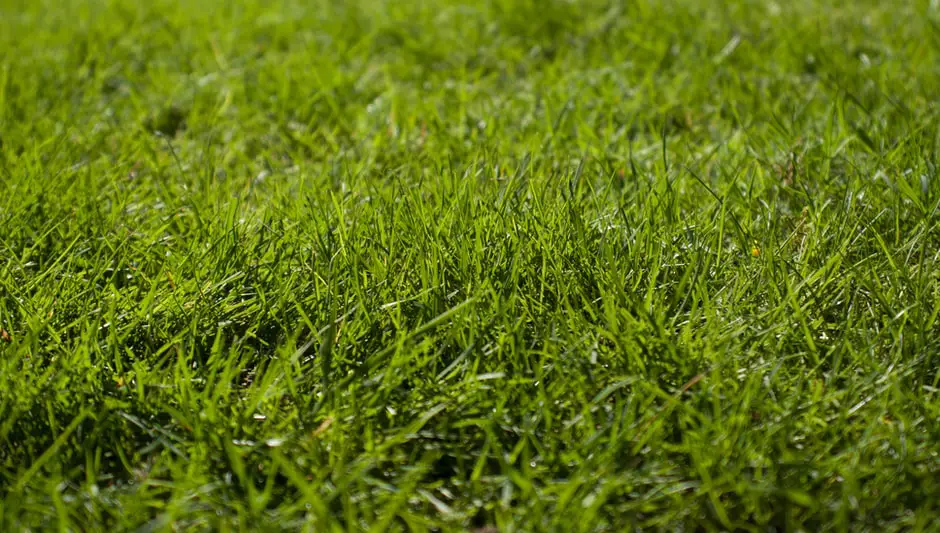 how to grow grass in muddy backyard