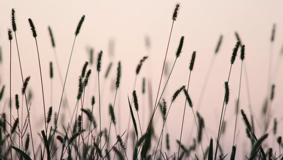 how to prevent grass growing through mulch