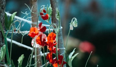 when can i plant sweet pea seeds