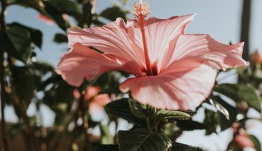 what do yellow leaves on a hibiscus plant mean