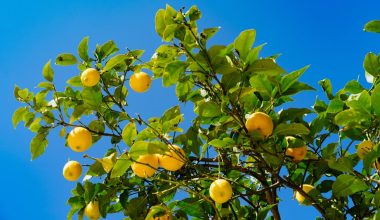 how to grow a dwarf lemon tree from seed