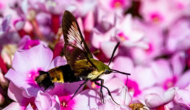 can creeping phlox grow in shade