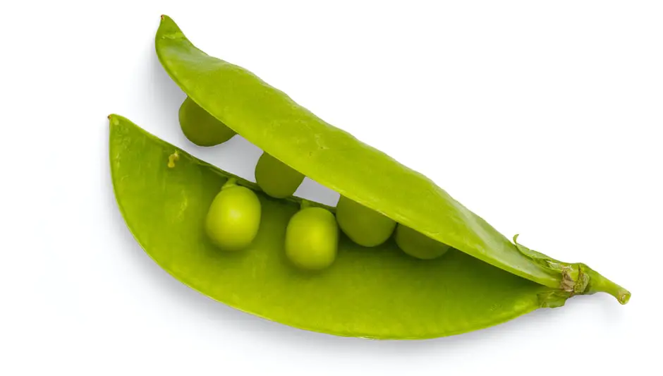 are peas perennial or annual