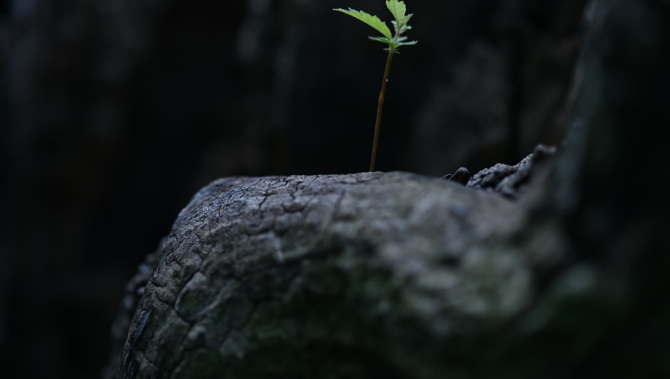 can seeds grow in the cold