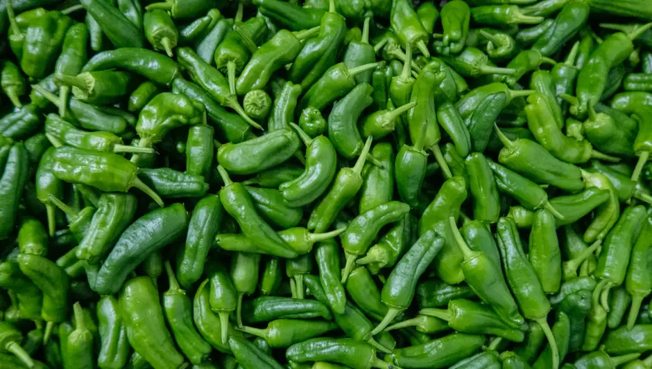 when to harvest sweet banana peppers