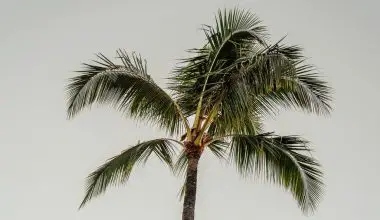 how to plant a palm tree