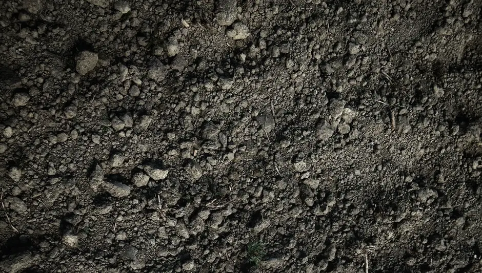 Will Cornflowers Grow In Shade? (Explained for Beginners)