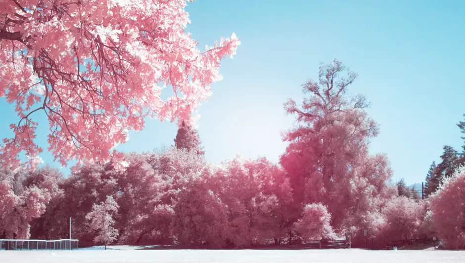 where do cherry blossom trees grow