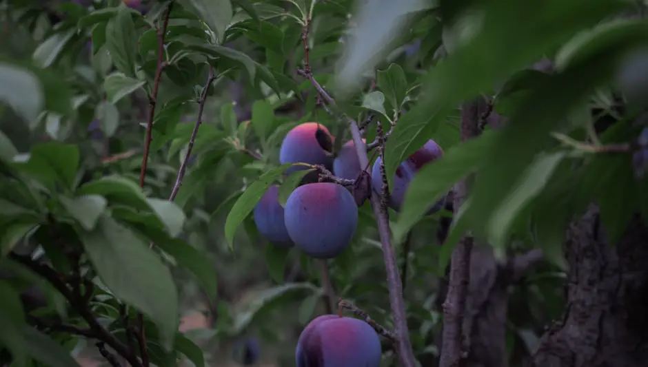 how to prune a large plum tree