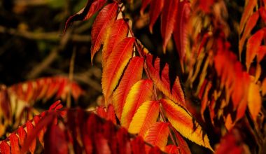 how to plant low grow sumac